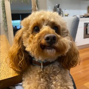 Meet your Posher, Daniel